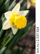 Цветок нарцисса желтого (нарцисса ложного, Narcissus pseudonarcissus) крупным планом в саду. Стоковое фото, фотограф Сергей Дубров / Фотобанк Лори