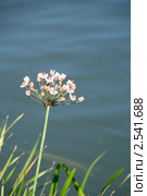 Сусак зонтичный ( Butomus umbellatus) Стоковое фото, фотограф Щеголева Ольга / Фотобанк Лори