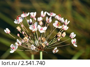 Сусак зонтичный ( Butomus umbellatus) Стоковое фото, фотограф Щеголева Ольга / Фотобанк Лори