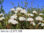 Цветение багульника болотного (Ledum palustre L.), крупный план. Стоковое фото, фотограф Григорий Писоцкий / Фотобанк Лори