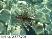 Крылатка-зебра (Pterois volitans) Стоковое фото, фотограф Александр Тарасенков / Фотобанк Лори