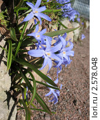 Хионодокса (Chionodoxa), растущая среди камней. Стоковое фото, фотограф Заноза-Ру / Фотобанк Лори