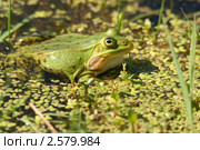 Самец лягушки прудовой (Rana Lessonae) готовится надуть резонаторы. Стоковое фото, фотограф Щеголева Ольга / Фотобанк Лори