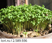 Кресс-салат, клоповник посевной (Lepidium sativum), семейства крестоцветных. Стоковое фото, фотограф Заноза-Ру / Фотобанк Лори