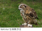 Филин.(Bubo bubo) Стоковое фото, фотограф Роман Рожков / Фотобанк Лори