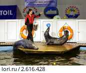 Выступление тюленей в океанариуме Мурманска (2008 год). Редакционное фото, фотограф Михаил Марковский / Фотобанк Лори