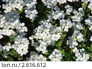 Алиссум (Alyssum) "Снежный ковёр" Стоковое фото, фотограф lana1501 / Фотобанк Лори