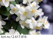 Цветущий жасмин. Чубушник, Philadelphus L. Стоковое фото, фотограф Дудакова / Фотобанк Лори