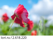 Красный мак. Стоковое фото, фотограф Олег Кириллов / Фотобанк Лори