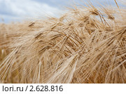 Колосья ржи. Стоковое фото, фотограф Алексей Букреев / Фотобанк Лори