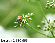 Семиточечная божья коровка (Coccinella septempunctata) Стоковое фото, фотограф Щеголева Ольга / Фотобанк Лори
