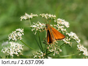 Бабочка толстоголовка тире  (Thymelicus lineola) на мелких белых цветах зонтичного растения. Стоковое фото, фотограф Щеголева Ольга / Фотобанк Лори