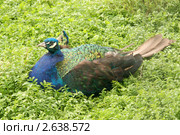 Зелёный павлин (Pavo muticus) Стоковое фото, фотограф Щеголева Ольга / Фотобанк Лори