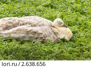 Павлин спит на зеленой траве (Индийский павлин, белая форма, Pavo cristatus) Стоковое фото, фотограф Щеголева Ольга / Фотобанк Лори