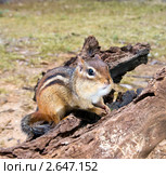 Толстощекий восточноамериканский бурундук (Tamias striatus) на коряге. Стоковое фото, фотограф Ирина Кожемякина / Фотобанк Лори