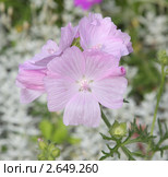 Лаватера трехмесячная (Lavatera trimestris) Стоковое фото, фотограф Маргарита Герм / Фотобанк Лори