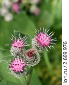 Лопух паутинистый (войлочный), Arctium tomentosum Mill. Цветущее растение. Стоковое фото, фотограф Щеголева Ольга / Фотобанк Лори