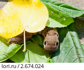Бражник винный (Deilephila elpenor) Стоковое фото, фотограф E. O. / Фотобанк Лори
