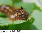 Гусеница коконопряда травяного (Cosmotriche potatoria) Стоковое фото, фотограф Алёшина Оксана / Фотобанк Лори