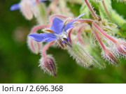 Цветок огуречной травы (Borago officinalis) Стоковое фото, фотограф Алёшина Оксана / Фотобанк Лори