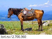 Оседланная лошадь. Стоковое фото, фотограф Яков Филимонов / Фотобанк Лори
