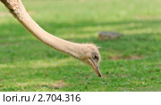 Африканский страус (Struthio camelus ) Стоковое фото, фотограф Алёшина Оксана / Фотобанк Лори