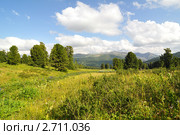 Горный Алтай, опушка кедрового леса. Стоковое фото, фотограф Анна Мартынова / Фотобанк Лори