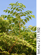 Аралия высокая ( aralia elata ), или Аралия маньчжурская ( aralia mandshurica ) Стоковое фото, фотограф Елена Семистенова / Фотобанк Лори