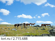 Лошади. Стоковое фото, фотограф Яков Филимонов / Фотобанк Лори