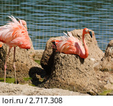 Фламинго (Phoenicopterus) на гнёздах. Стоковое фото, фотограф Алёшина Оксана / Фотобанк Лори