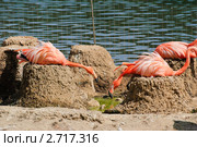 Фламинго (Phoenicopterus) на гнёздах. Стоковое фото, фотограф Алёшина Оксана / Фотобанк Лори
