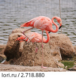 Фламинго (Phoenicopterus) на гнёздах. Стоковое фото, фотограф Алёшина Оксана / Фотобанк Лори