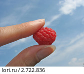 Ягода малины в женских пальцах на фоне голубого неба. Стоковое фото, фотограф Светлана Ильева (Иванова) / Фотобанк Лори