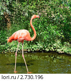 Фламинго (Phoenicopterus) Стоковое фото, фотограф Алёшина Оксана / Фотобанк Лори