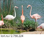 Фламинго (Phoenicopterus) Стоковое фото, фотограф Алёшина Оксана / Фотобанк Лори