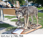 Чучело гибрида волка и собаки (2011 год). Редакционное фото, фотограф Олег Хархан / Фотобанк Лори