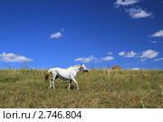 Серая лошадь на склоне холма. Алтайский край. Стоковое фото, фотограф Григорий Писоцкий / Фотобанк Лори