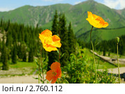 Горные цветы, оранжевый мак (2011 год). Стоковое фото, фотограф макаров виктор / Фотобанк Лори