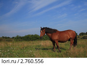 Конь на природе. Стоковое фото, фотограф Виктор Зандер / Фотобанк Лори