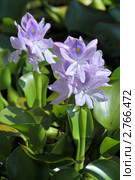 Эйхорния, водяной гиацинт (Eichornia crassipes, Е. speciosa) Стоковое фото, фотограф Григорий Писоцкий / Фотобанк Лори