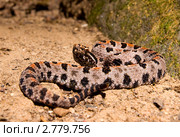 Просяной гремучник (Sistrurus miliarius streckeri) (2011 год). Стоковое фото, фотограф Ирина Кожемякина / Фотобанк Лори