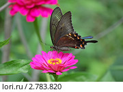 Парусник Маака ( Papilio Maackii ) на цветке циннии. Стоковое фото, фотограф Елена Семистенова / Фотобанк Лори