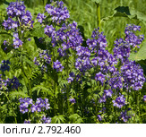 Синюха голубая Polemonium calruleum. Стоковое фото, фотограф ИВА Афонская / Фотобанк Лори