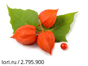 Физалис (Physalis alkekengi) Стоковое фото, фотограф Антон Стариков / Фотобанк Лори