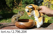 Бурундук (chipmunk) знакомится с тигрёнком. Стоковое видео, видеограф Частоколенко Борис Леонтьевич / Фотобанк Лори