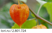 Физалис (Physalis) Стоковое видео, видеограф Андрей Ежов / Фотобанк Лори