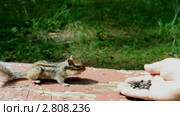 Бурундук (chipmunk) Стоковое видео, видеограф Частоколенко Борис Леонтьевич / Фотобанк Лори