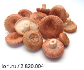 Розовые волнушки (Lactarius torminosus) изолировано. Стоковое фото, фотограф Ирина Борсученко / Фотобанк Лори
