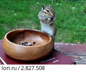 Бурундук (chipmunk) на вазе. Стоковое фото, фотограф Частоколенко Борис Леонтьевич / Фотобанк Лори