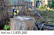 Поползни (sitta, europaea)  прогоняют синиц (parus) Стоковое видео, видеограф Частоколенко Борис Леонтьевич / Фотобанк Лори